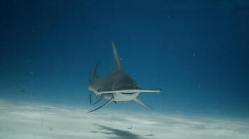 Requins-marteaux