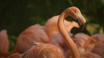 Flamants