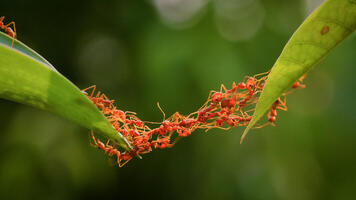 Fourmis