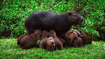 Capybara
