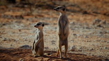 Suricate