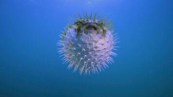 Poisson-globe