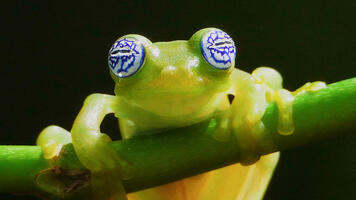 Grenouille de verre