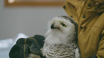 Le harfang des neiges