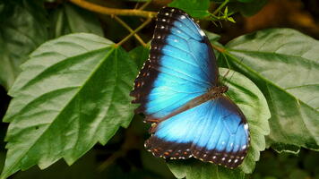 Morpho bleu