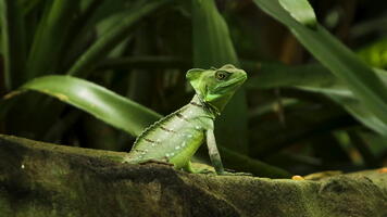 Basilic vert