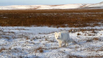Renard arctique