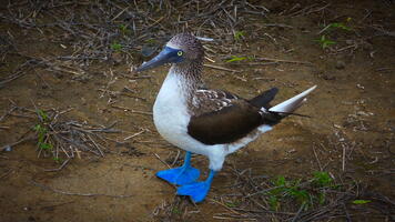 Fou à pieds bleus