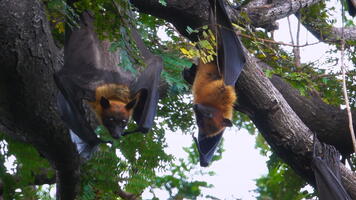 Chauve-souris