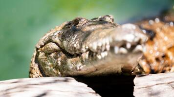 Sauvages terres humides