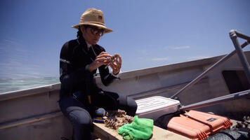 Coup de chaud sur les récifs