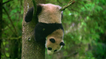 Pires parents du règne animal
