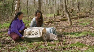 L'opossum de Virginie