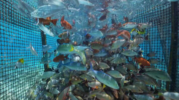 Paraha peue, un poisson durable