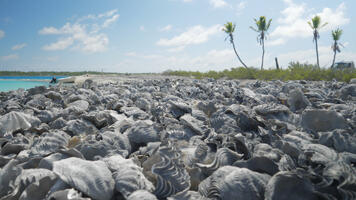 Le bénitier, vers une gestion durable