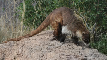 Coati