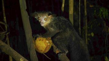 Animaux les plus moches