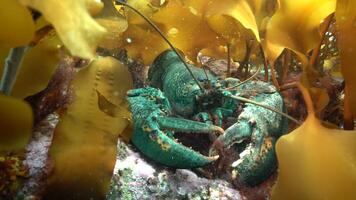 Le homard d'Amérique