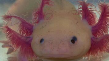 Axolotl