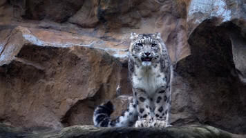 Panthère des neiges