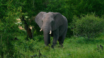 Éléphant d'Afrique