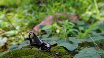 Scarabée rhinocéros