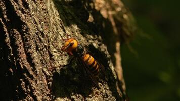 Plus grosses piqûres