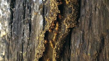 Termites Macrotermes