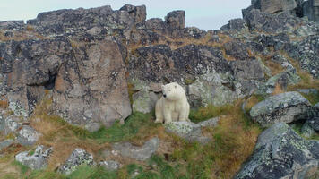 L'ours blanc