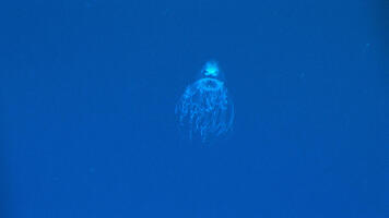 Créatures immortelles...ou presque!