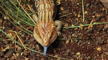 Scinque à langue bleue