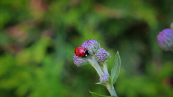 Coccinelle