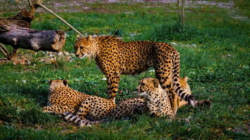 Guépard